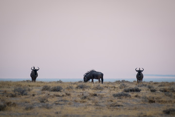 Fototapeta na wymiar Wildebeest at Sunrise