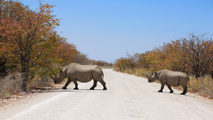 Fototapeta premium Spitzmaulnashorn