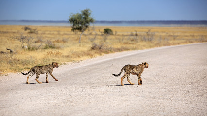Gepard © Andreas Edelmann