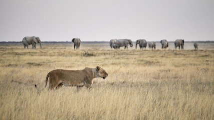 Etosha Queens