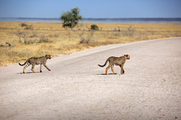 Gepard © Andreas Edelmann