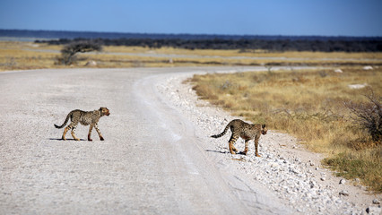 Gepard © Andreas Edelmann