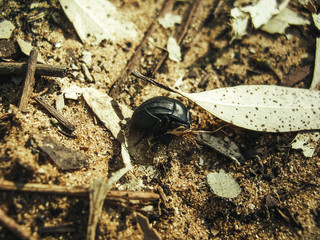 Beetle on sand