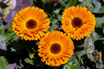 Pot Marigold (Calendula officinalis)