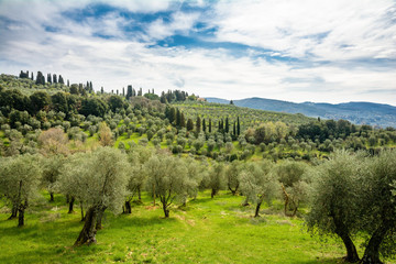 Olive Gardens of Tuscany
