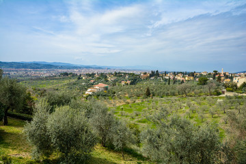 Fototapeta na wymiar Settignano in the background of olive orchards