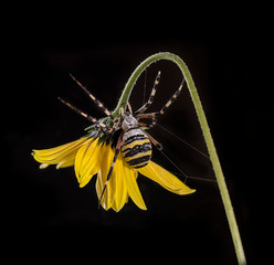 Spider weaves his web between the petals of a yellow flower. The black background enhances the...