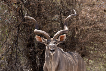 Kudu