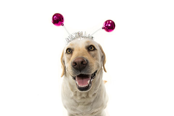 FUNNY DOG PARTY. LABRADOR WEARING A HEADBAND O DIADEM WITH PINK DISCO BALL BOPPERS. © Sandra