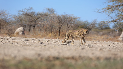 Gepard © Andreas Edelmann