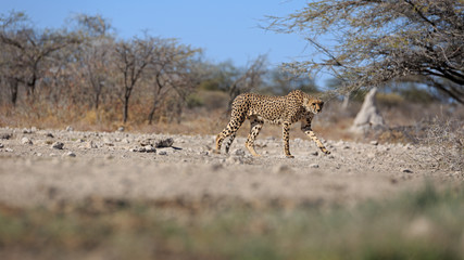 Gepard © Andreas Edelmann