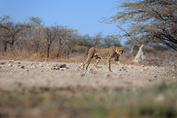 Gepard