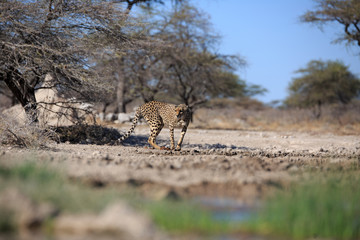 Gepard