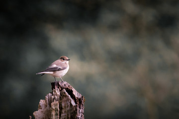 gobe mouche