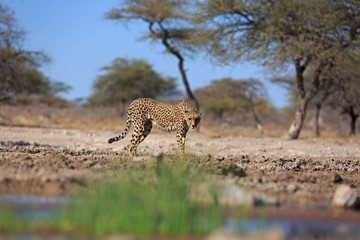 Gepard © Andreas Edelmann