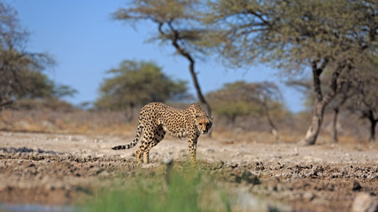 Gepard © Andreas Edelmann