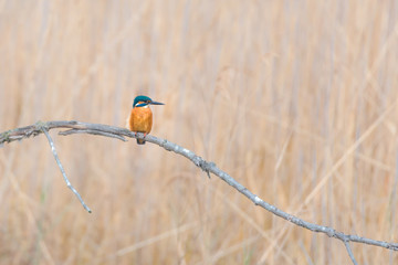 martin-p&eacute;cheur