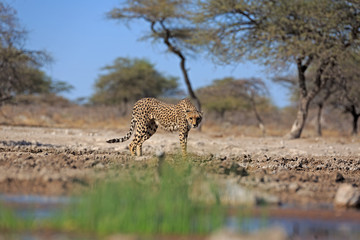 Gepard