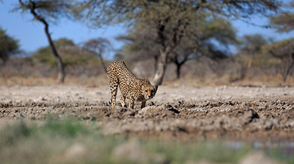 Gepard © Andreas Edelmann