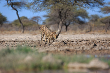 Gepard © Andreas Edelmann
