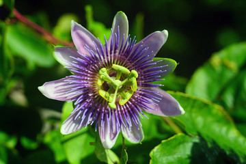 Purple and white flower of the passiflora caerulea vine © eqroy