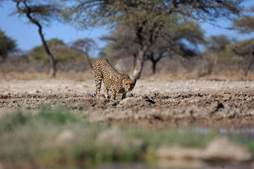 Gepard