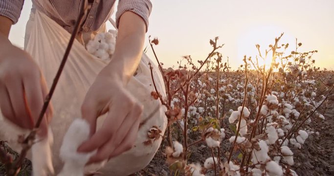 Cotton harvesting. Female indian harvester working in blooming cotton field, handpicking white fiber and putting it in her bag, tied on her tummy - agriculture, manual labor concept 4k