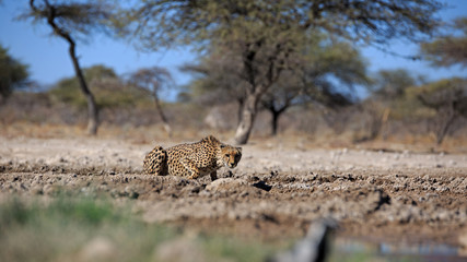 Gepard © Andreas Edelmann