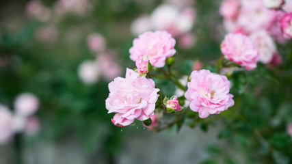 Fototapeta na wymiar Small pink rose flowers in blooming garden. Close up background