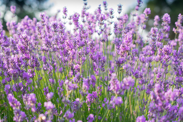 Naklejka premium Beautiful summer violet lavender field 