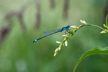 dragonfly laid in a blade of grass