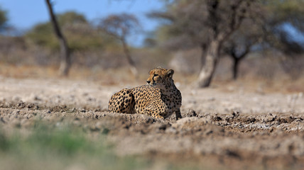 Gepard © Andreas Edelmann