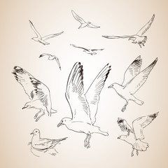 Sketch of seagulls. Hand drawn vector illustration. Set of seagulls on light background