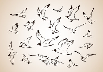 Sketch of flying seagulls. Set of silhouettes of seagulls on light background. Hand drawn vector illustration.