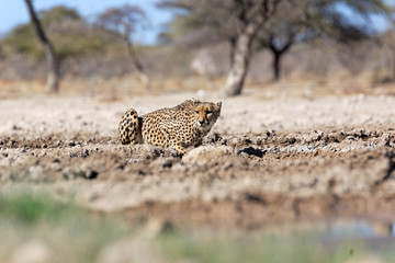 Gepard © Andreas Edelmann