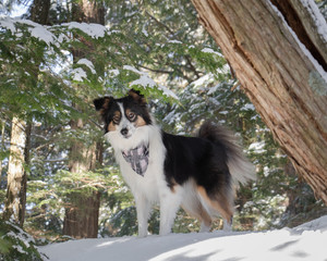 molly in the snowy forest
