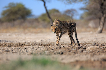 Gepard © Andreas Edelmann