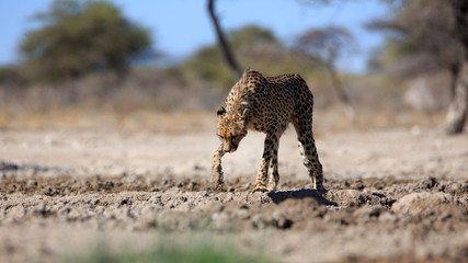 Gepard © Andreas Edelmann