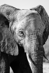 Elephant Portrait