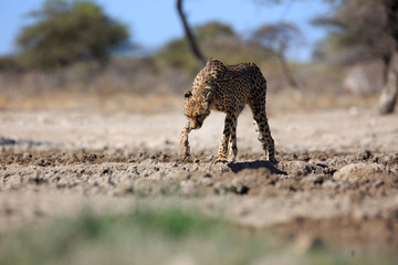 Gepard © Andreas Edelmann