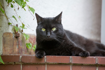 Hübsche schwarze Katze auf Gartenmauer