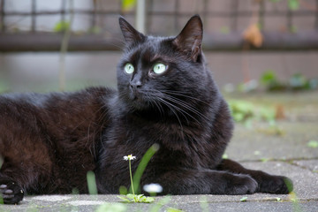 Hübsche schwarze Katze im Garten