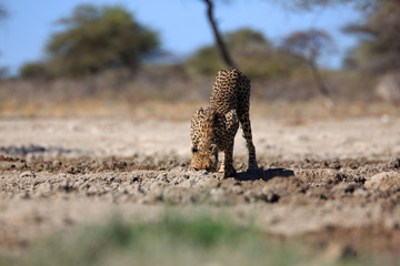Gepard © Andreas Edelmann