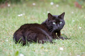 Naklejka na ściany i meble Hübsche schwarze Katze im Garten