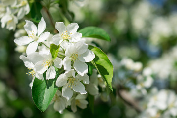 Spring white cherry tree blossom
