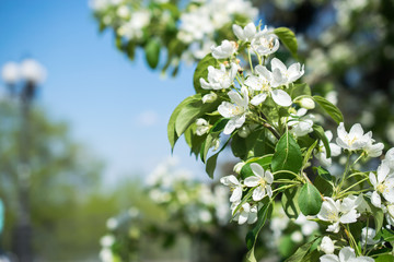 Spring white cherry tree blossom