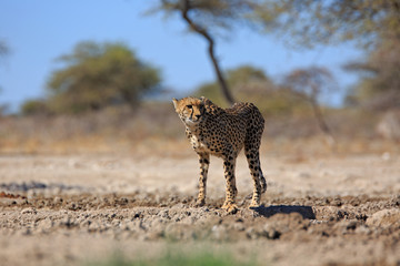 Gepard © Andreas Edelmann