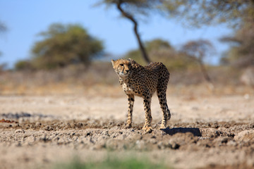 Gepard © Andreas Edelmann