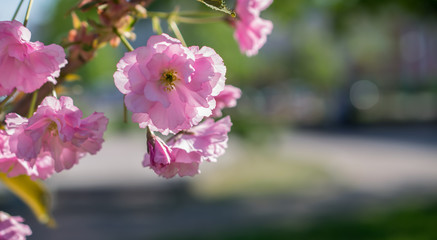 Spring beautiful pink cherry sakura tree blossom