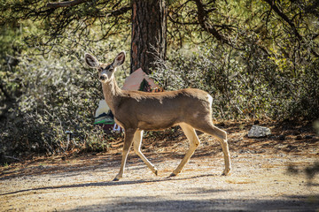 Deer 2